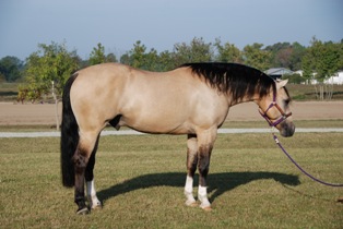 RIO GOOD WRANGLER