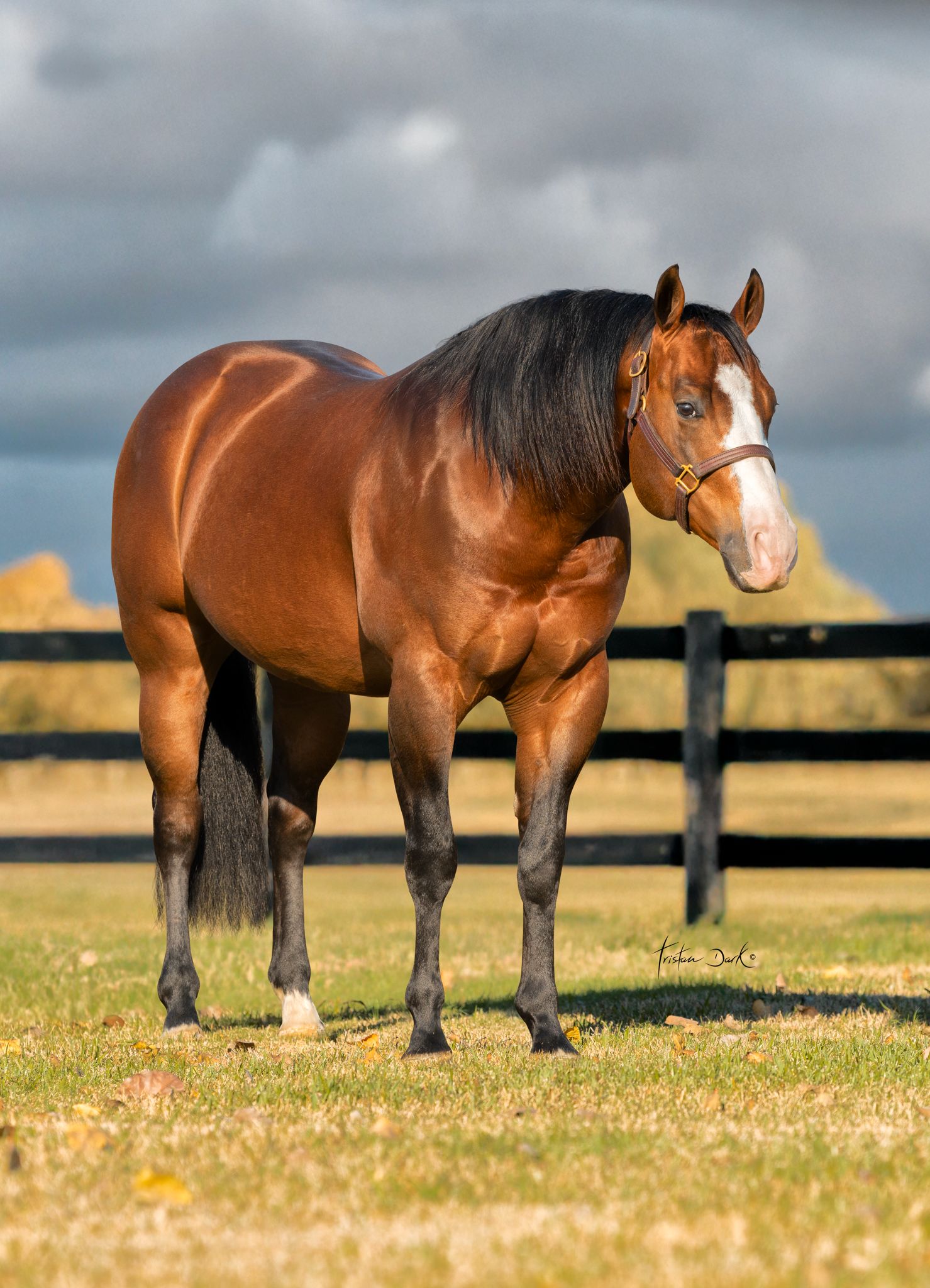 PL YANKEE LITTLEWHIZ